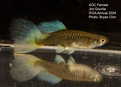 Female guppy aoc